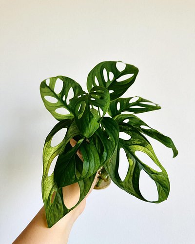 You know that spring is here when your propagations are starting to root/grow quicker 🥹🌱🪴

🌿 Monstera Adansonii Albo
🌿 Syngon...