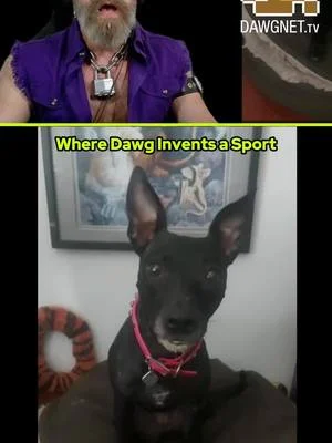 Runnin' circles around all of us by leaps and bounds. 😁 #gamer #gaymer #lgbtq #twitch #streamer #justchatting #dog #agilitydog #zoomies #zoomieathon