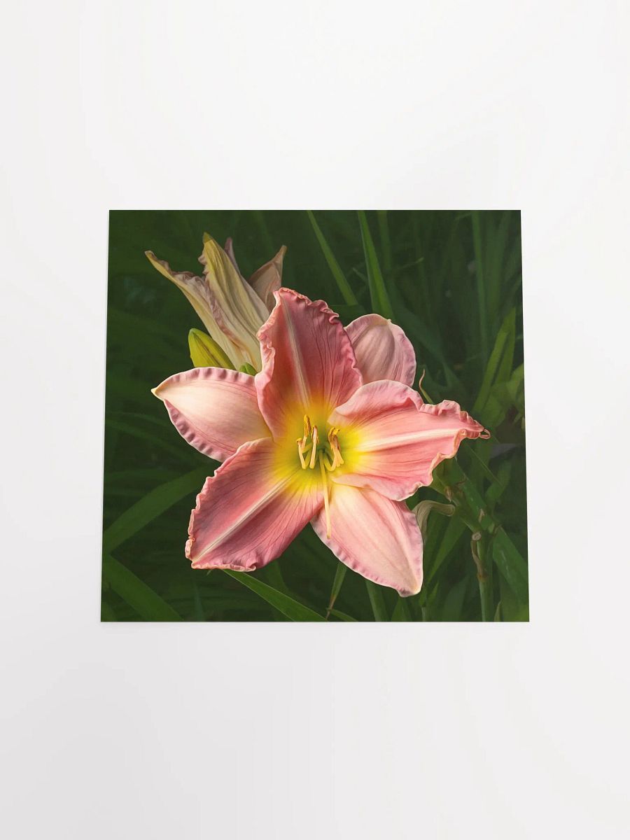 Pretty Pink Daylily product image (3)