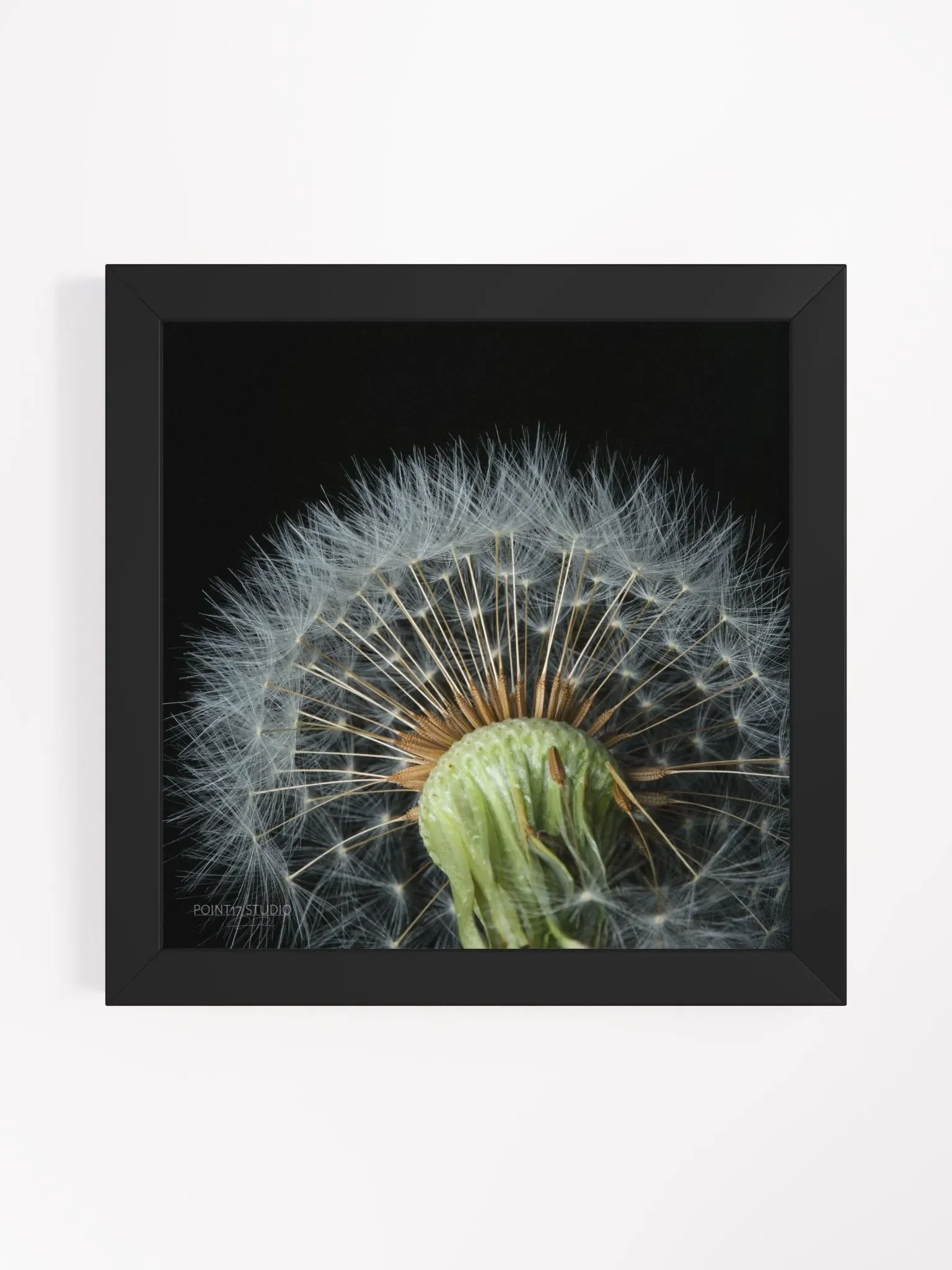Dandelion #4 - Framed Print product image (1)