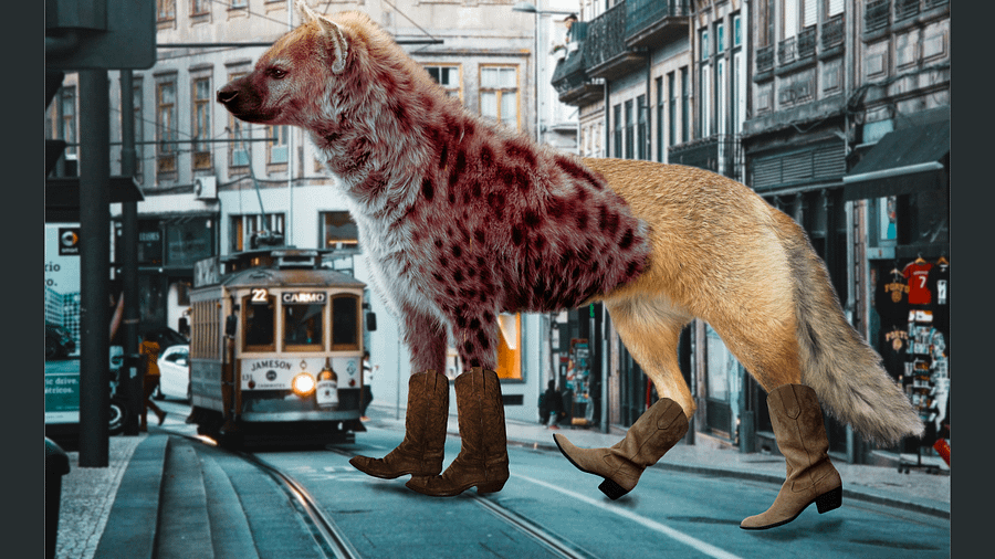 Hyenoxes product image (3)