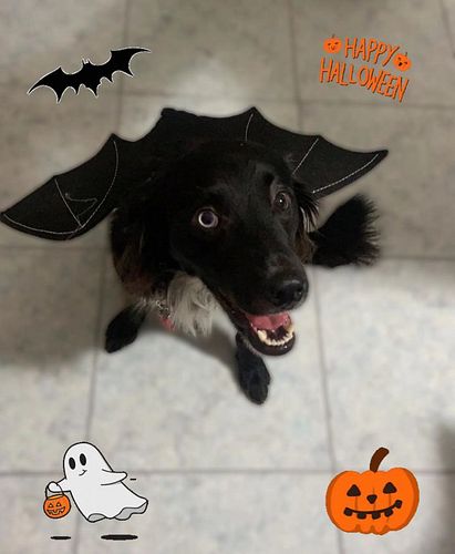 #pipistrello #halloween #insta