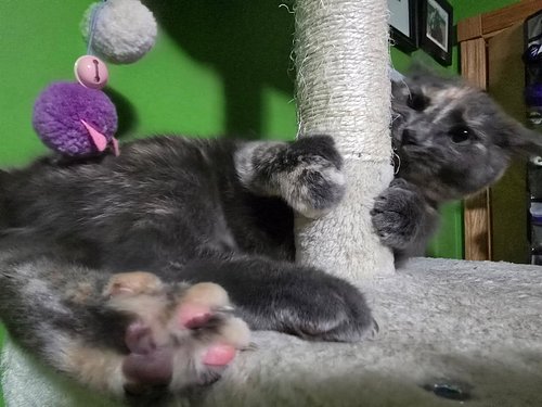 Toe bean Tuesday