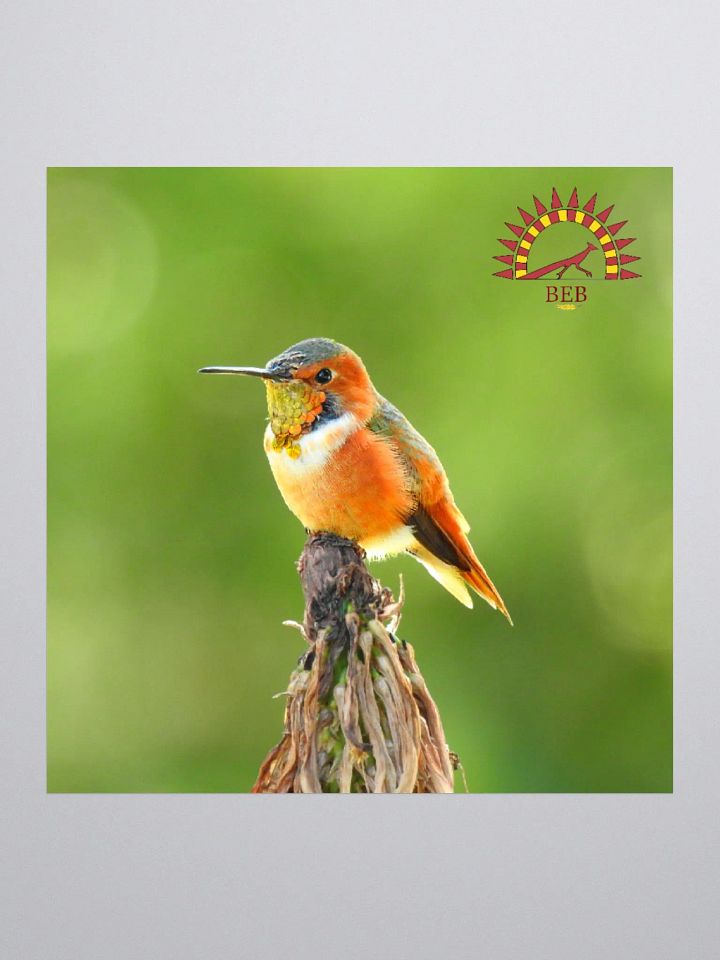 Bright-Eyed Birding Sticker (Allen's Hummingbird) product image (1)