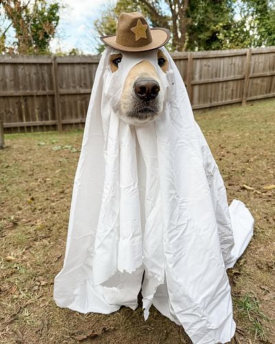 happy halloween from the ~scariest~, most wrinkly ghost you ever did see 👻🤠