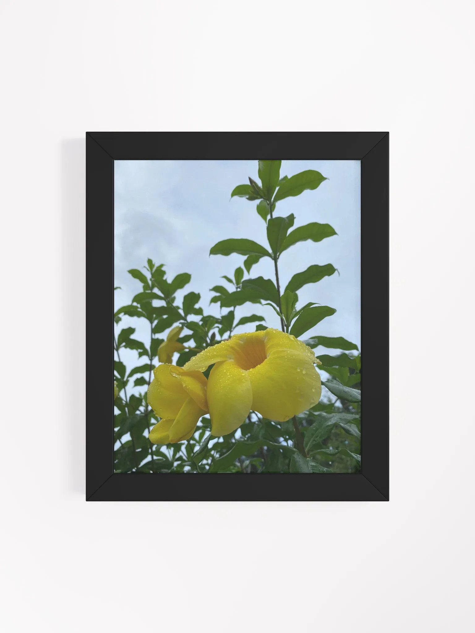 Yellow Bell Flower product image (19)