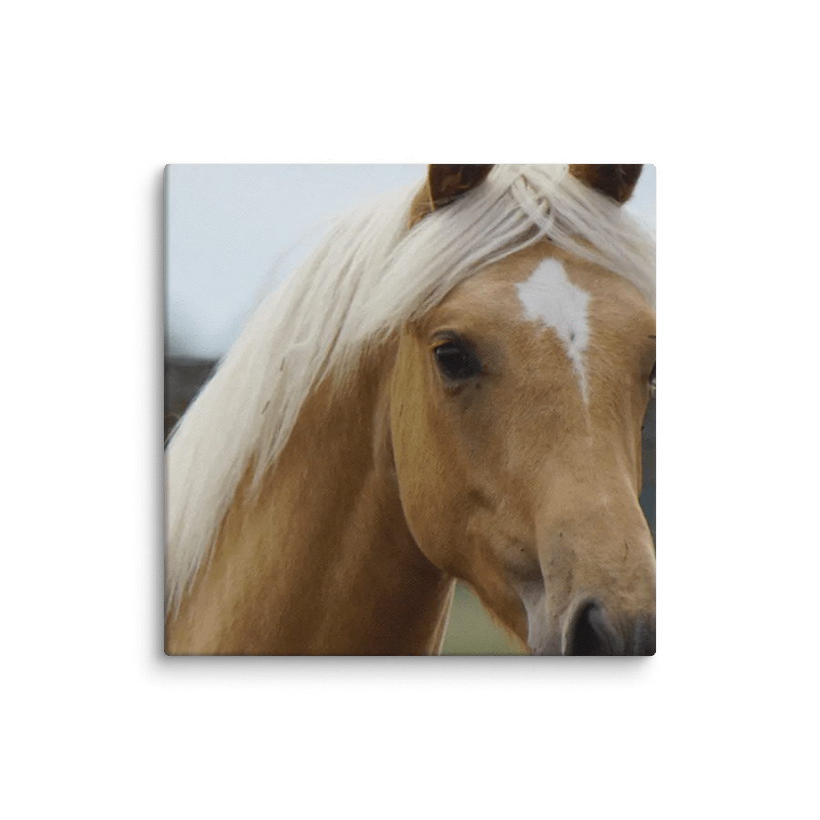 Horse Canvas product image (1)
