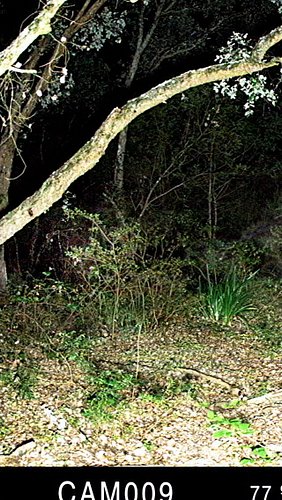 How we made the sighting of multiple Congoraptors, in 10 seconds! 🦖📼

#criptidos #congo #congobd #exploration #bd #bandadesen...