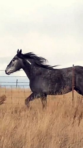 I saw these two long the road! They decided to come follow us for a bit.
#cowboy #horses #horse #outdoors #travel