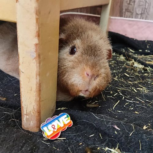 Happy Pride to all aunties, uncles and piggies! 🌈✨ 
Mira loves everyone, and so should you 💛

#pride #happypride #amsterdampr...