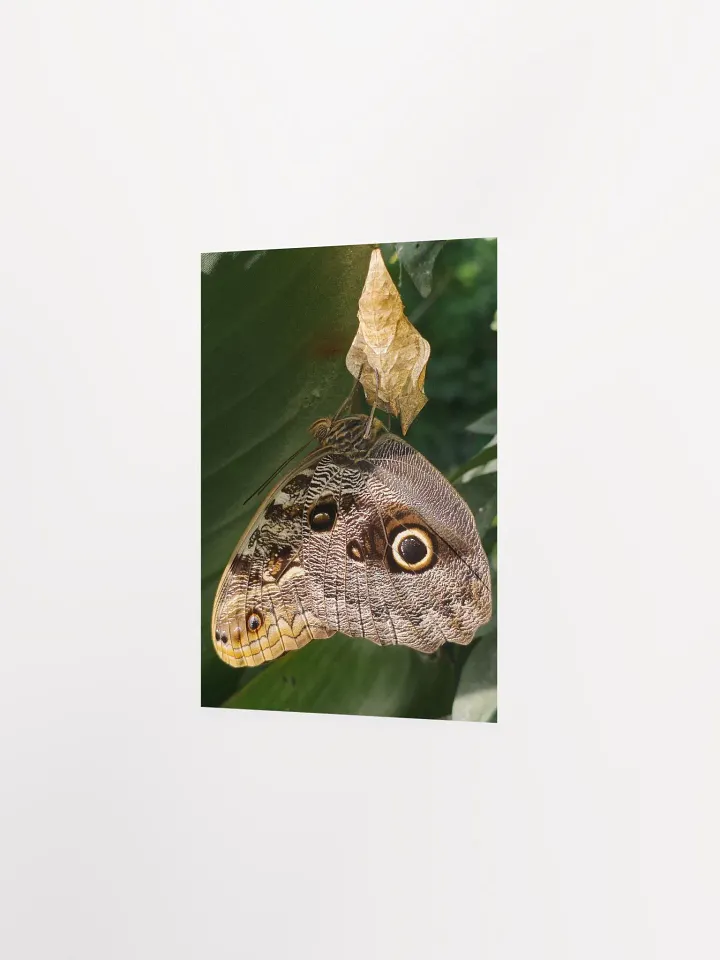 Tropical Owl Butterfly Poster 5x7" product image (2)