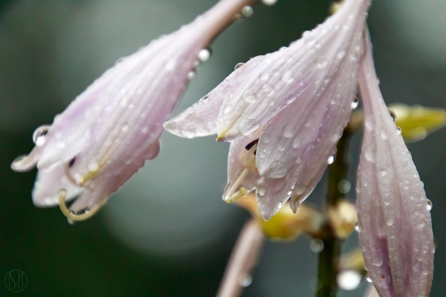 Morning Dew Print product image (1)
