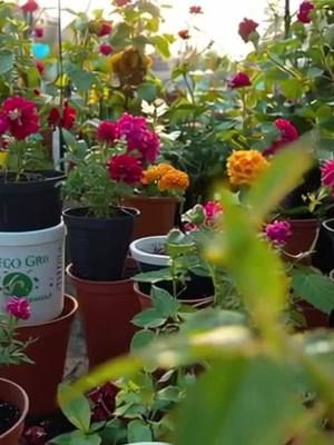 আধুনিক ছাদ বাগানের জন্য সেরা সমাধান – Geo Grow Bag 🌿 🛒 অর্ডার করতে ভিজিট করুন: https://zurl.co/Z166e 📍 ঠিকানা: 819/1, West Shewrapara, Mirpur, Dhaka 📞 ফোন: 01706176403, 01896261223, 09613824241 📲 WhatsApp, Telegram, Imo – 01706176403, 01896261223 #GeoGrowBag #ছাদবাগান #RooftopGardening #SirajTech #গাছের_যত্ন #UrbanFarming #GrowBagBangladesh #BestGrowBag #ছাদে_গাছ #গার্ডেনিং_বাংলা