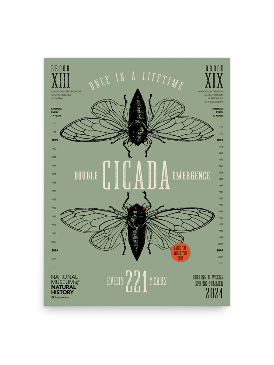 Double Cicada Scientific Illustration Poster Image 1
