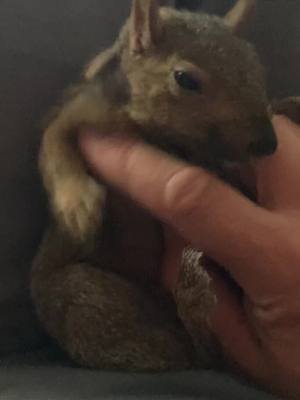 #pookythesquirrel #squirrel #pearljam 