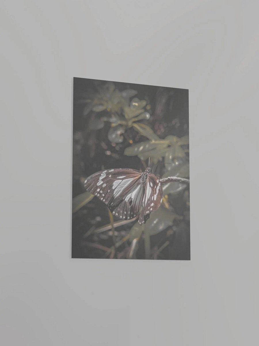 Butterfly product image (17)
