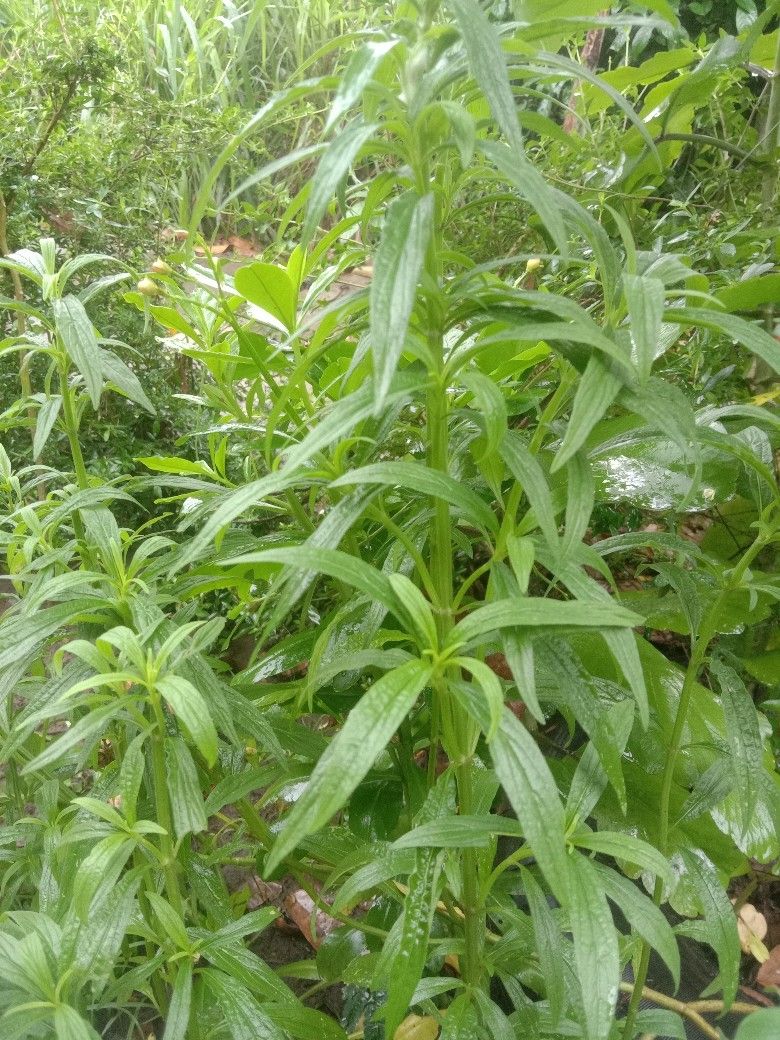 Tanaman leng lengan product image (1)