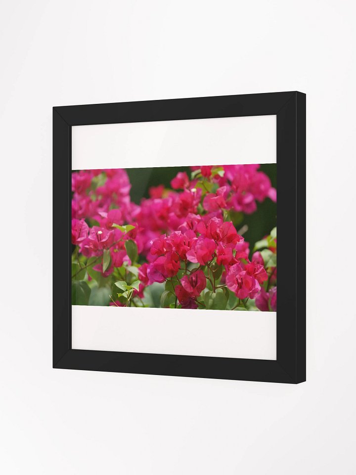 Vibrant Bougainvillea Bliss Framed Poster product image (9)