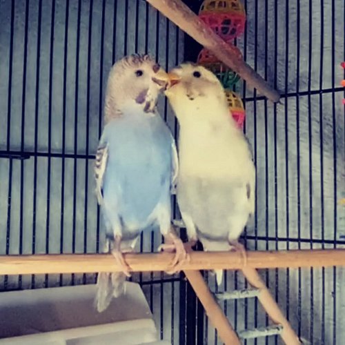 Best friends hold hands 👫 🐦🐦
Peppy & Pippy Bird Stockings

#budgieofinstagram #budgieworld #budgiebird #budgielife #birdphoto...