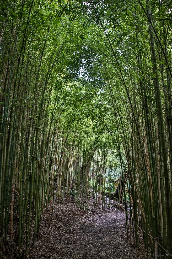 🌿 Fine Art – The Path of Stillness product image (1)