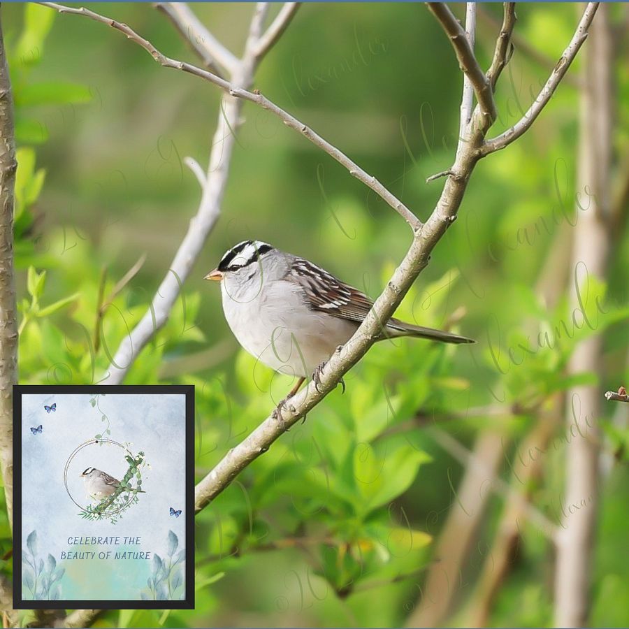 White-Crowned Sparrow Bird Wildlife Photography Wall Art product image (3)