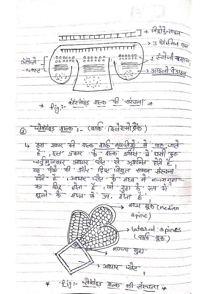 Structure And Function Of Chordates | Bsc 3rd Year Zoology | Unit 3 Notes in Hindi product image (2)