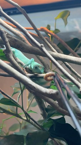 Gastropholis prasina, the green keel-bellied lizard. Super underrated species!! 🦎