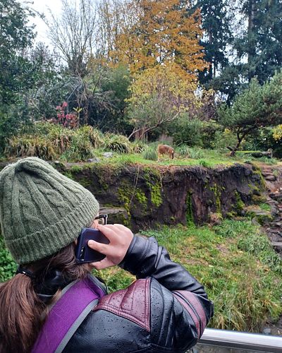 Hello? Yeah sorry I can’t come in today, too busy admiring these wolves 🐺