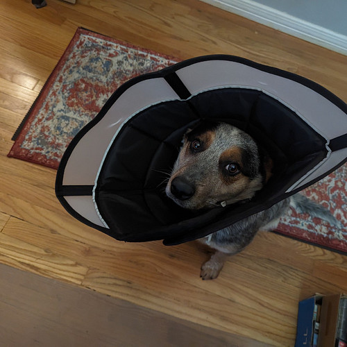Happy National Dog Rescue Day!
Here's my new good dog! We've had him a week. 
3 more days with the cone.