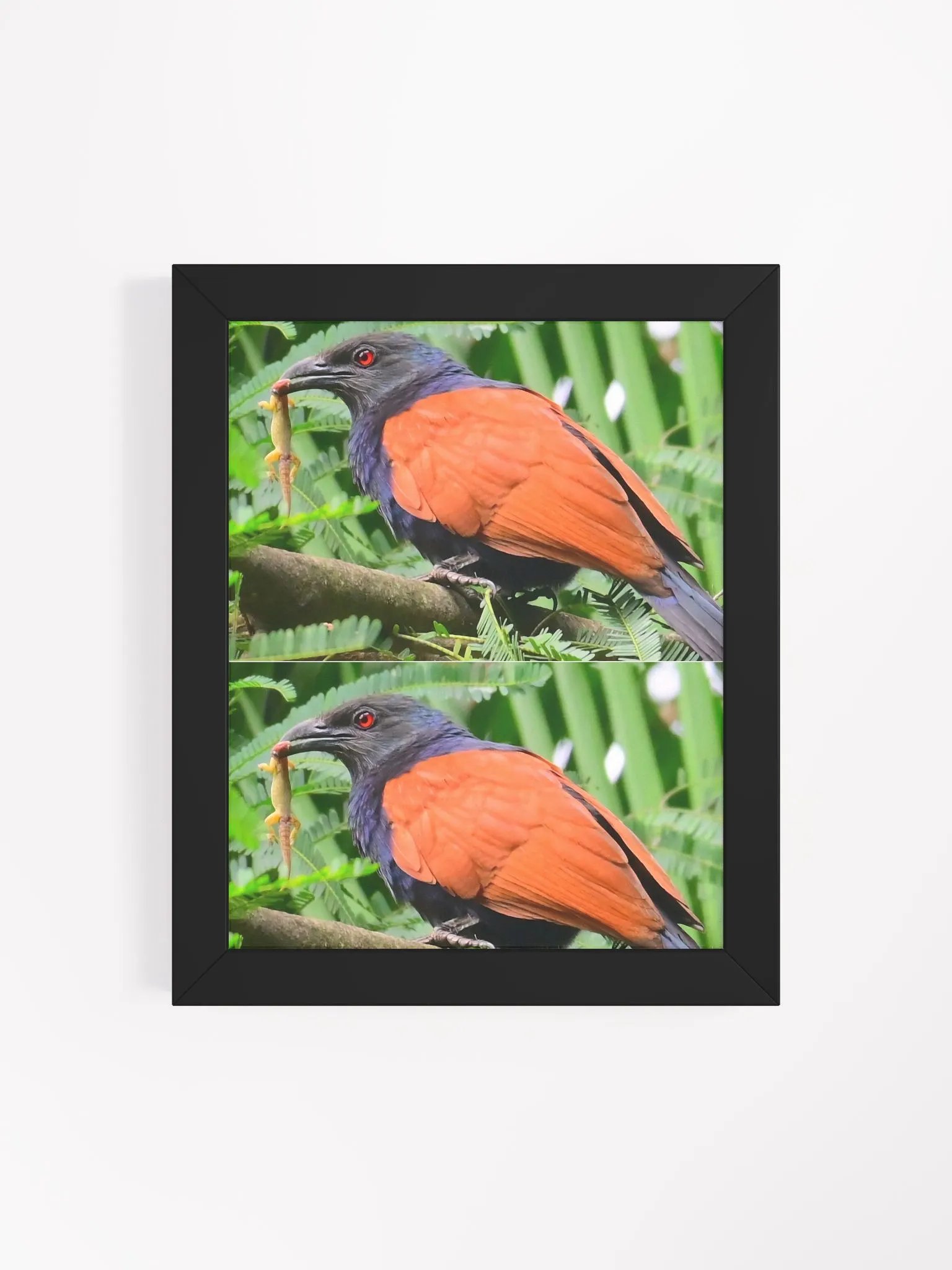 IUCAA Birds Photos product image (11)