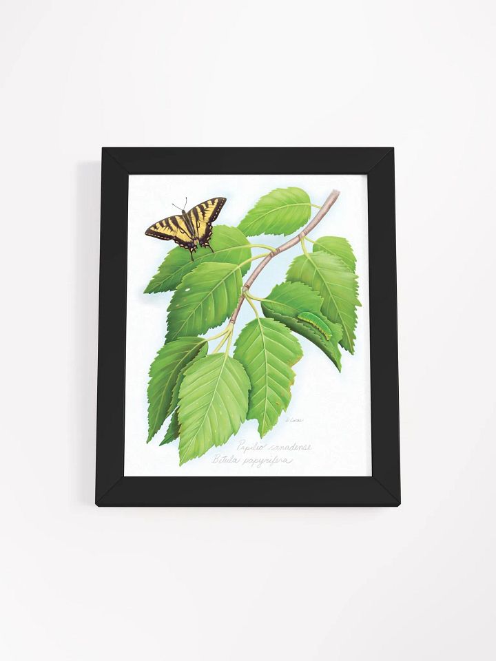 Tiger Swallowtail on a Birch tree product image (17)