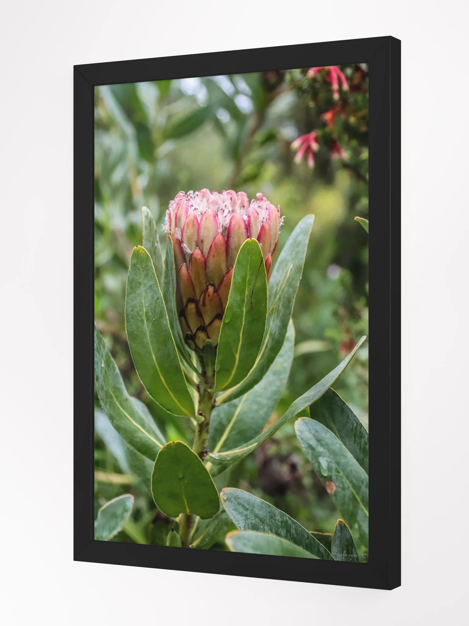 Print Fine Art - Susara The Hidden Bloom product image (3)