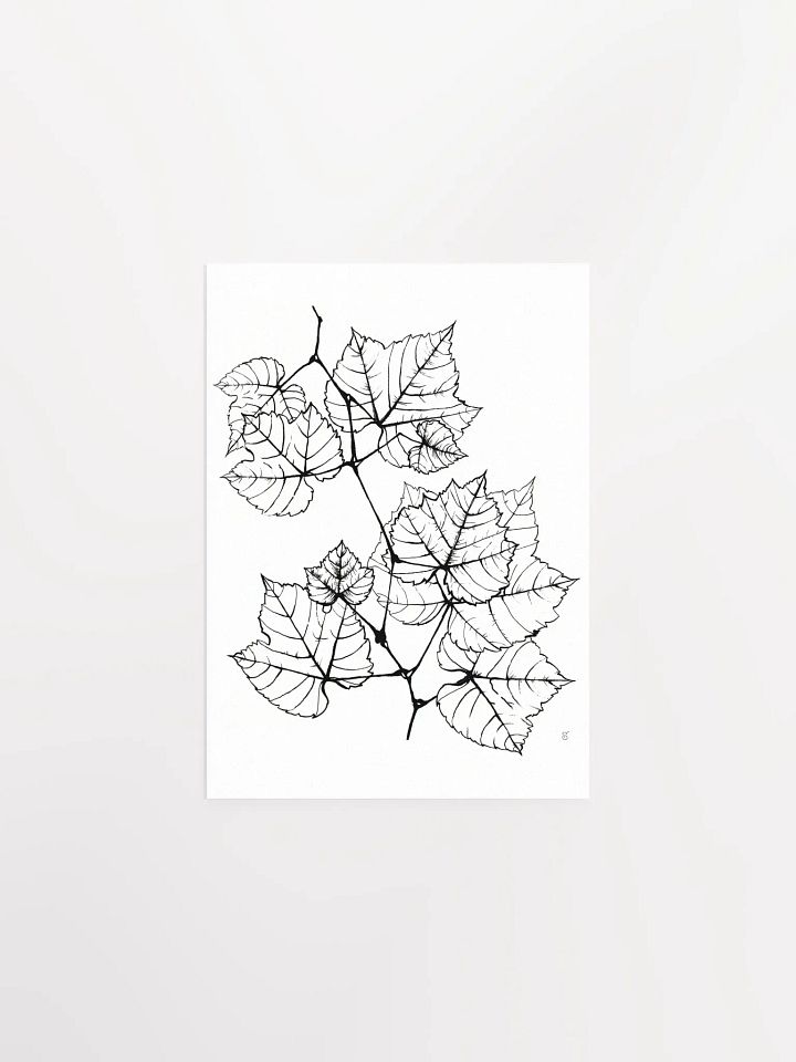 Veined Botanical Branch Matte Poster - Grape Leaves Elegant product image (1)