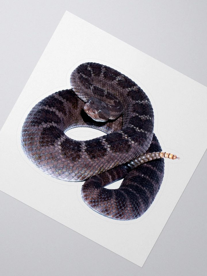Arizona Black Rattlesnake Sticker product image (2)