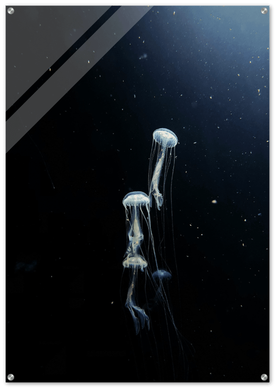 BLACK JELLY FISH GLOSSY ACRYLIC PRINT product image (1)