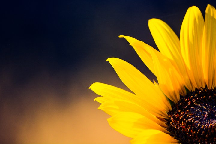 A Seeker’s Sun product image (2)