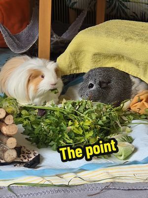 It's not cuddling, it's not posed pictures for social media. It's just allowing them to share your space and live their natural life together 💚 #thewholepoint #naturallifestyle #guineapigs 