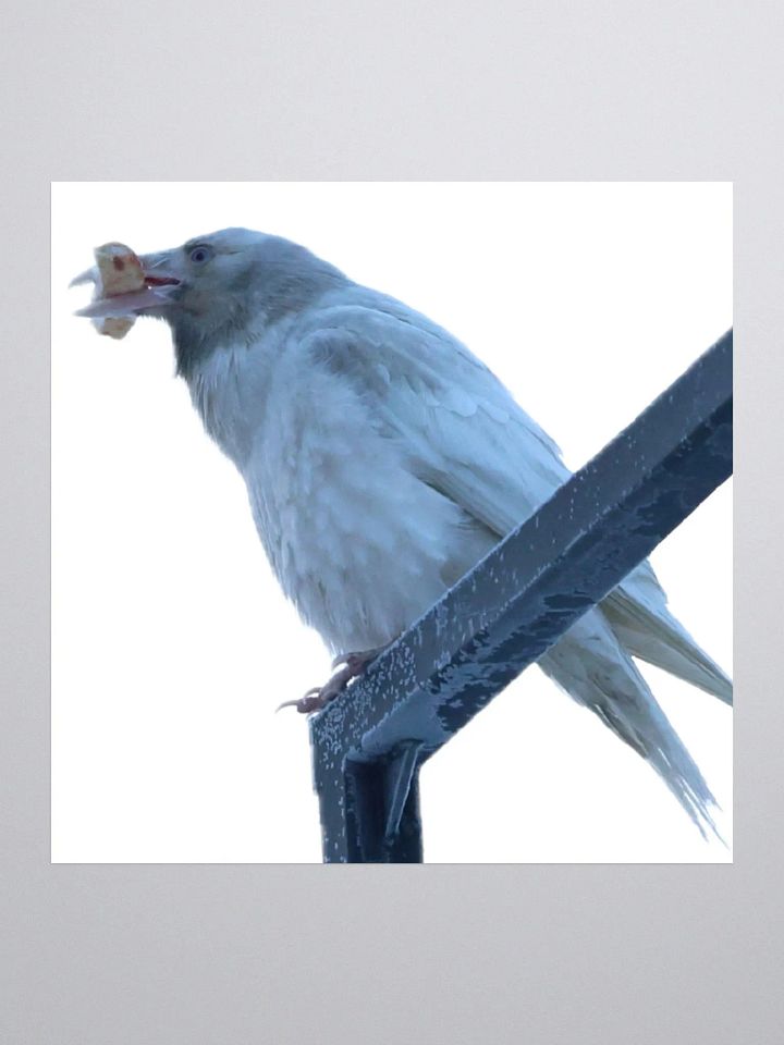 Anchorage White Raven product image (2)