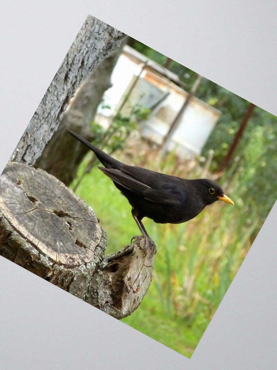 Kiss Cut Sticker - The common blackbird product image (2)
