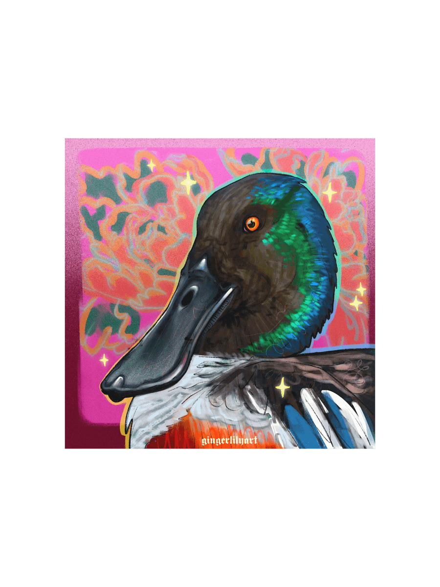 northern shoveler duck product image (2)