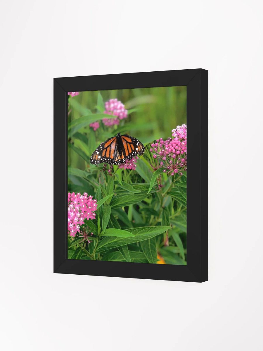 Monarch Butterfly High Quality Matte Poster product image (3)