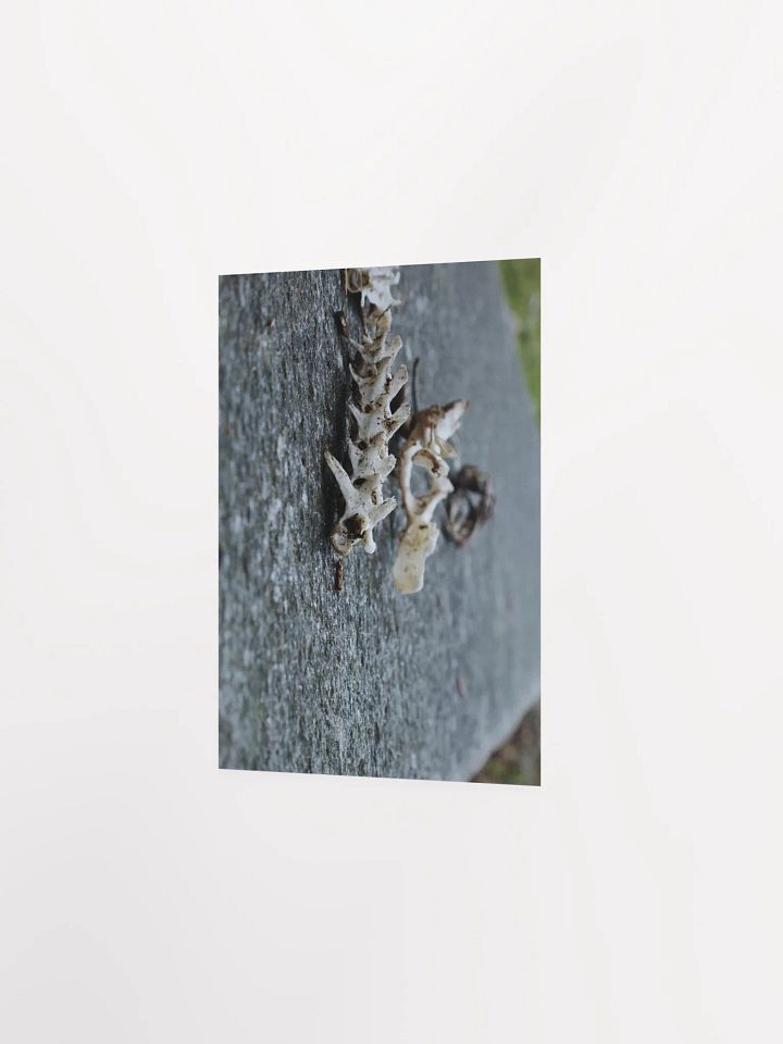 Ruins of Miniature Dragons product image (18)
