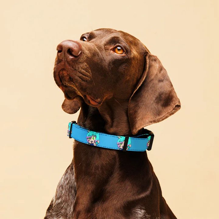 AMP-TWK Collar product image (2)