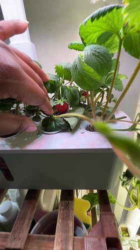 My strawberries 🍓! Little harvest, big joy 🤩  #GardenVibes #HydroponicHarvest #GreenAesthetic #StrawberryMagic