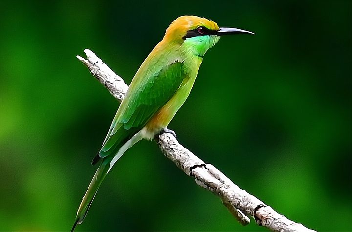 IUCAA Birds Photos product image (1)