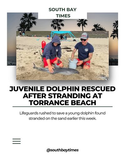 L.A. County lifeguards stabilized and kept a juvenile dolphin hydrated at Torrance Beach after it was found stranded several ...