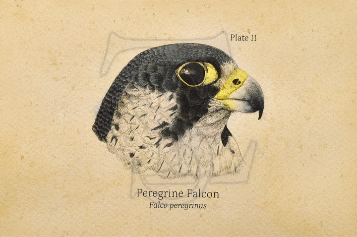 Peregrine Falcon Head Giclée print (hand watercolored) product image (1)
