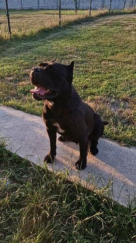 Brindle cane Corso girl Frida #canecorso #Maximaluxkennel