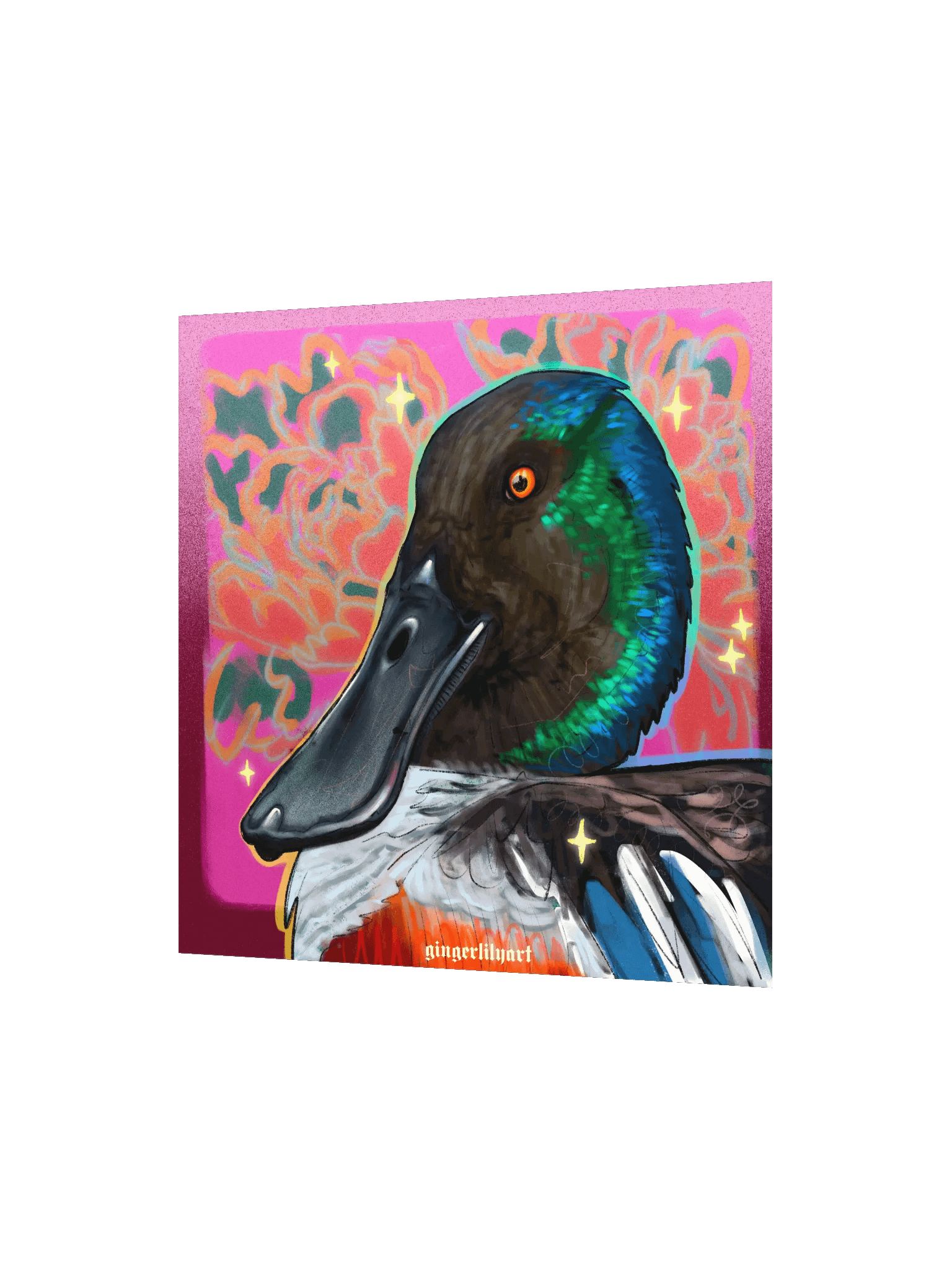 northern shoveler duck product image (4)