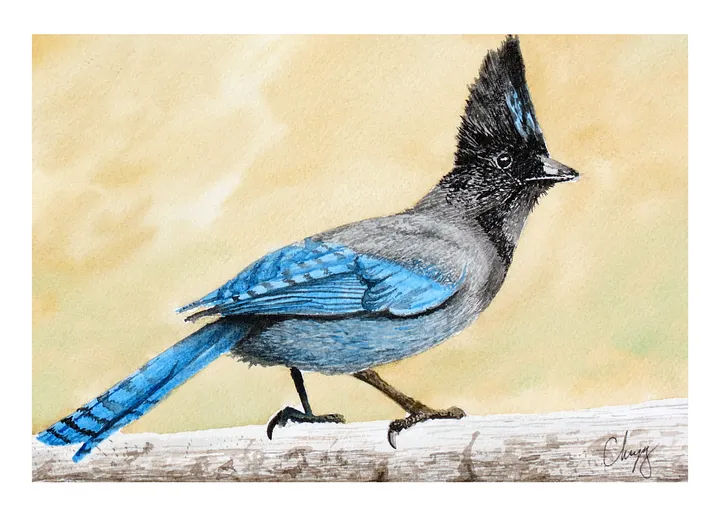 Stellars Jay Print product image (1)